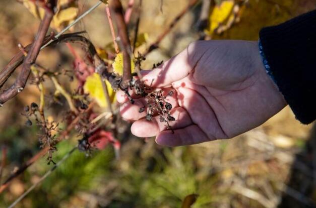 气候变化威胁着朱拉的葡萄酒和生活方式