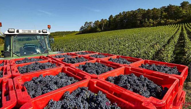2021年世界葡萄酒产量:几乎创历史新低 法国跌至第三位
