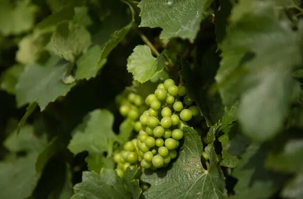 亨特煤炭计划可能会给优质葡萄酒产区带来灾难