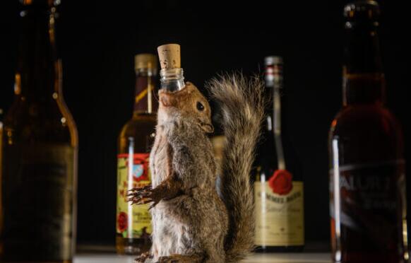 博物馆新展品中的动物标本松鼠啤酒