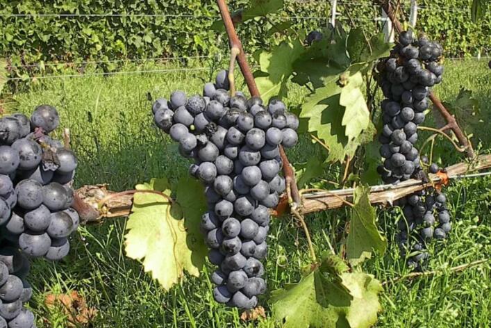 伯罗奔尼撒著名的葡萄酒