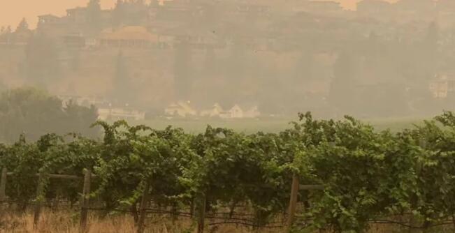 由于野火烟雾的破坏Okanagan酒厂将不再销售2021年收获的葡萄酒