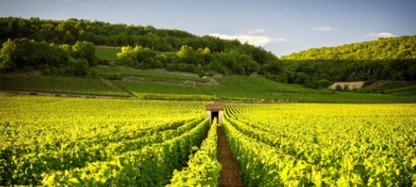 保留法国优质葡萄酒的多样性