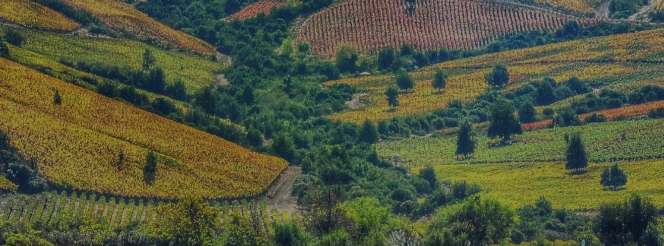 探索智利葡萄酒 2022年有五款最佳葡萄酒可供尝试