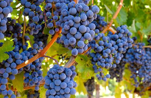 支持当地葡萄和葡萄酒产业