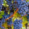 支持当地葡萄和葡萄酒产业