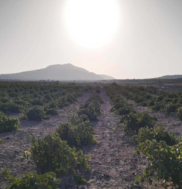 今年夏天在这些岛屿葡萄酒小径上发现希腊葡萄酒
