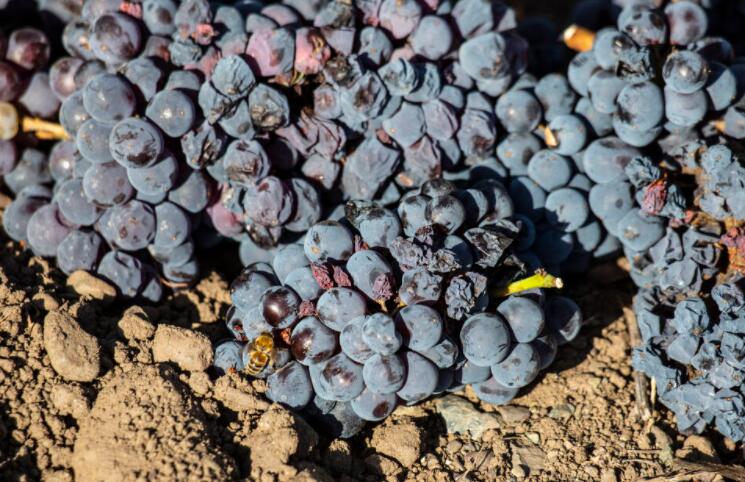 加州酿酒葡萄种植者为2020年的野火损失提供数百万联邦援助