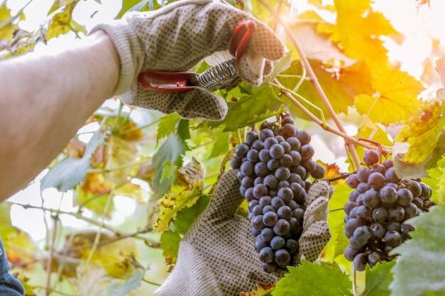 法国葡萄酒产量将在2021年遭受霜冻袭击后反弹