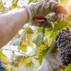 法国葡萄酒产量将在2021年遭受霜冻袭击后反弹